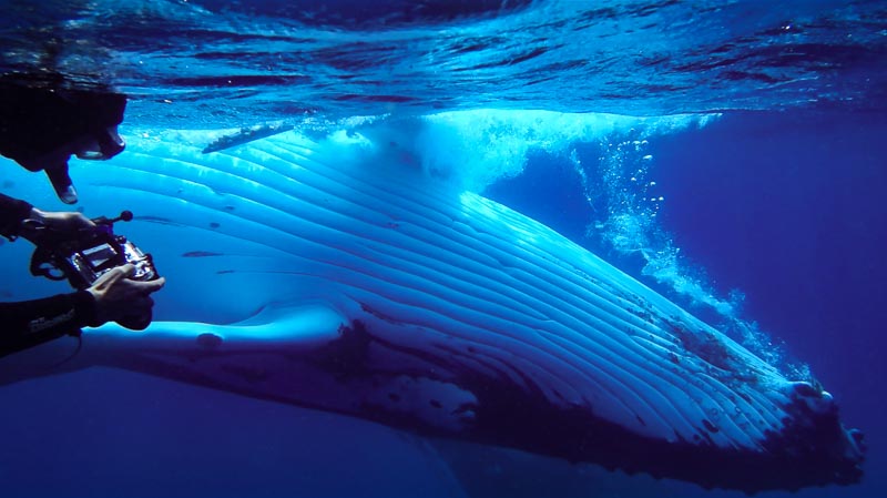 Tonga whales humpback swimming