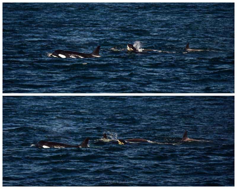 Transient orca pod Victoria BC collage