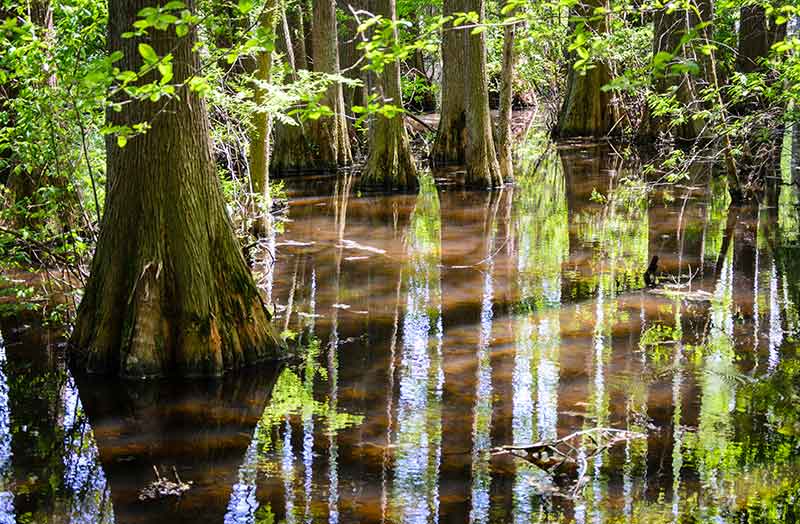 swamp in Trap Pond State Park Delaware