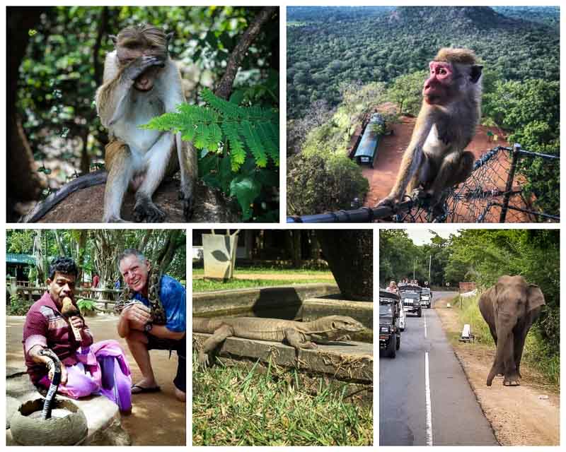 TripADeal Sri Lanka Wildlife photo collage
