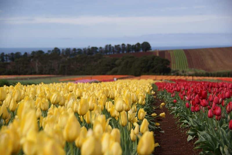 tulips in tasmania