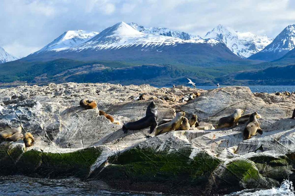 Ushuaia Beagle Channel sea lions