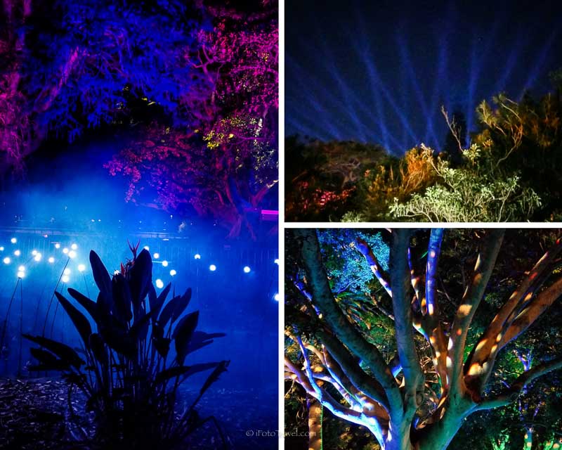 Vivid Sydney Light Festival -Royal Botanic Garden