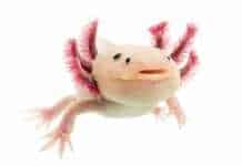 20 Weird Animals You Won’t Believe Exist Weird animals axolotl
