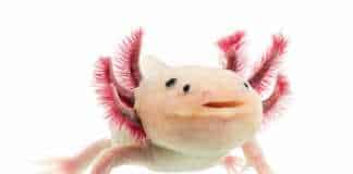 Weird animals axolotl