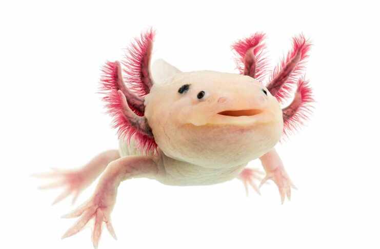 20 Weird Animals You Won’t Believe Exist Weird animals axolotl