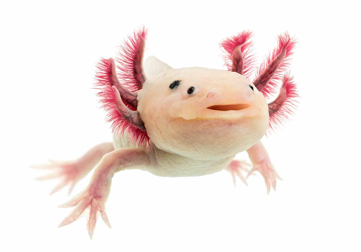 Weird animals axolotl