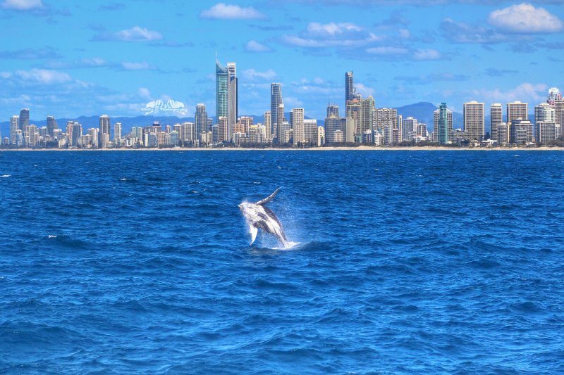 Whale Watching - Gold Coast