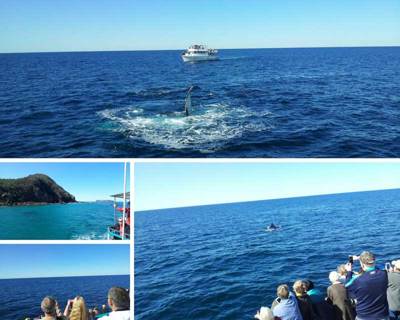 Whale watching Port Stephens