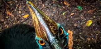 Wildlife Habitat Port Douglas airlie cassowary