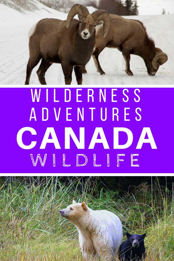 Wildlife in Canada