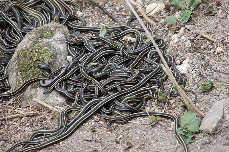 Wildlife in manitoba Narcisse snakes