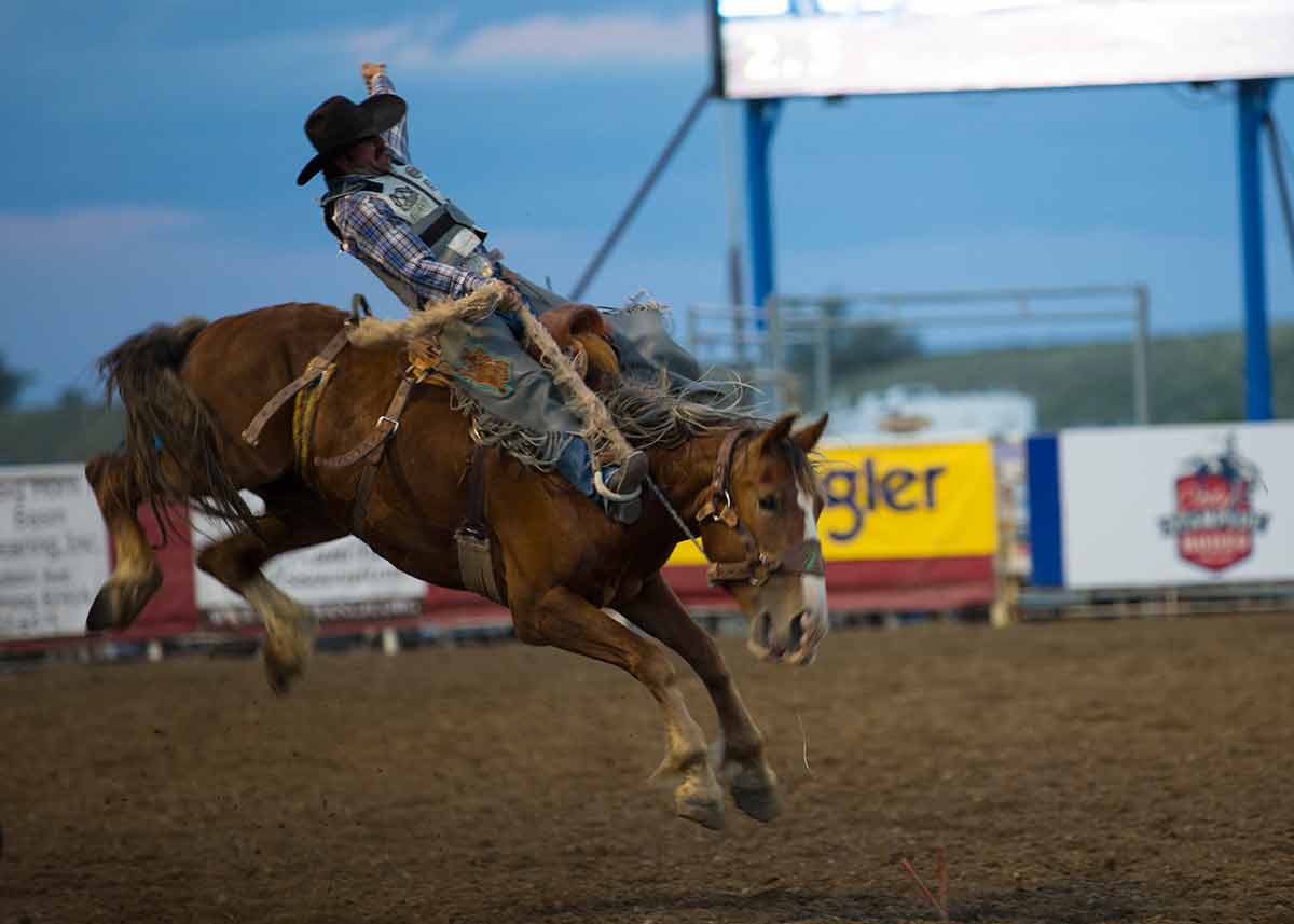 Cowboy riding a bucking horse at the Stampede Rodeo
