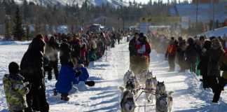 yukon quest dog sledding