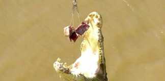 adelaide river jumping crocodile 4