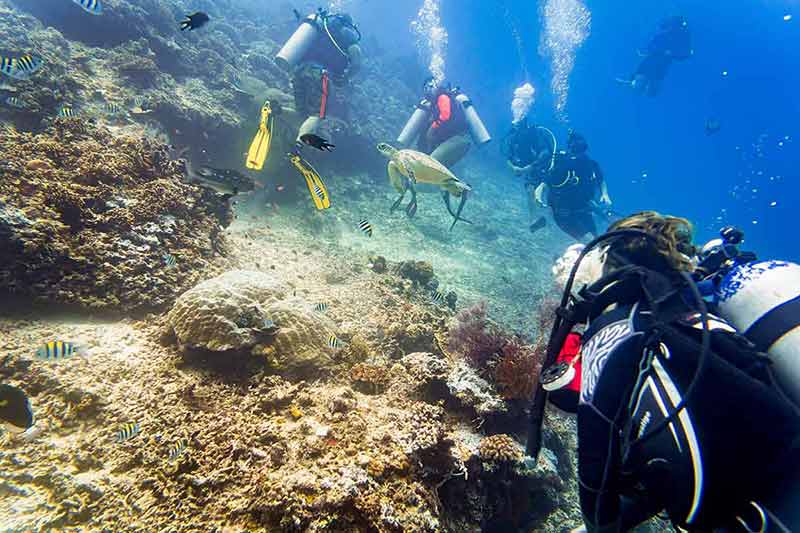 adventurous things to do in mykonos Divers scuba diving looking at sea turtle and fish under water.