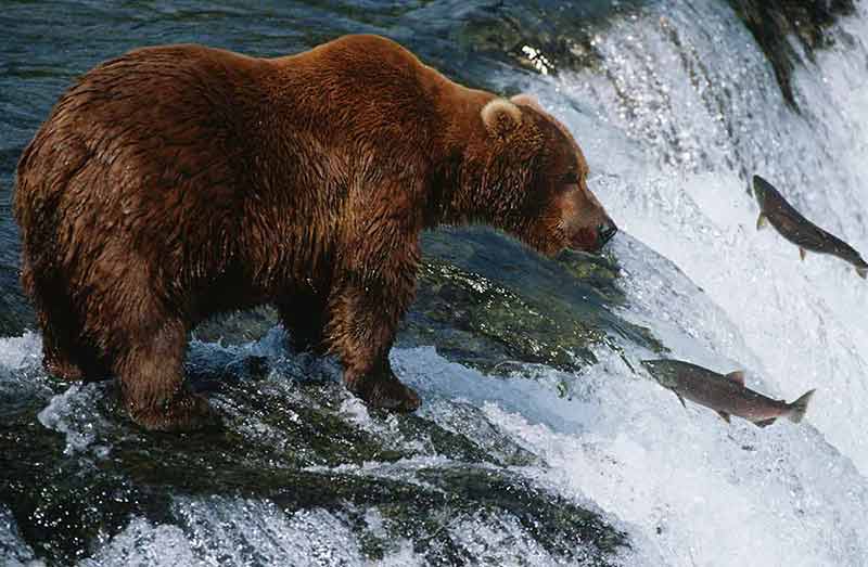 alaska landmarks tourist attractions Grizzly bear catching salmon