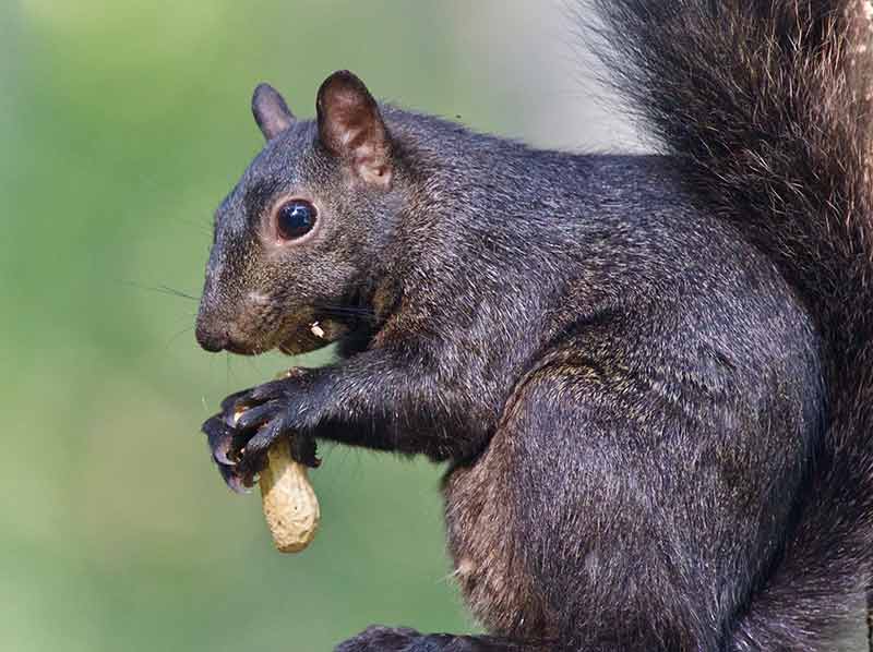 animals canada black squirrel