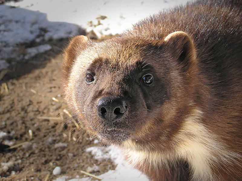 animals found in canada Wolverine