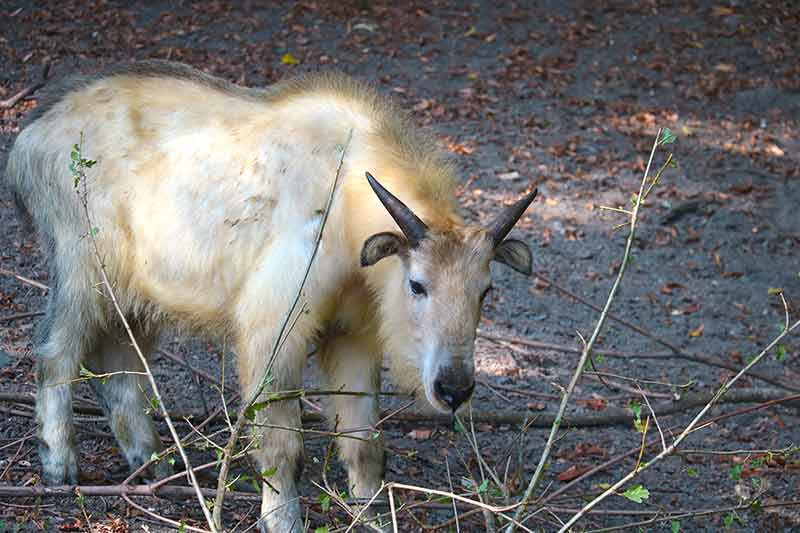 The Golden Takin Is A Critically Endangered