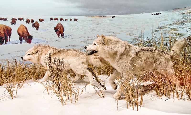 animals in canada arctic wolves