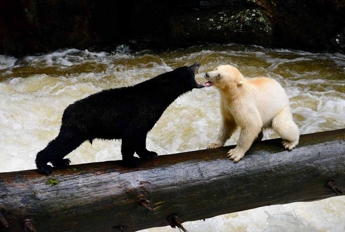animals in canada black and spirit bears on a log over a river