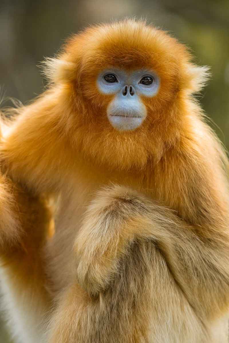 animals in china golden snub nose monkey