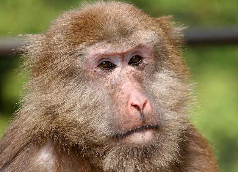 animals in china tibetan macaque face on