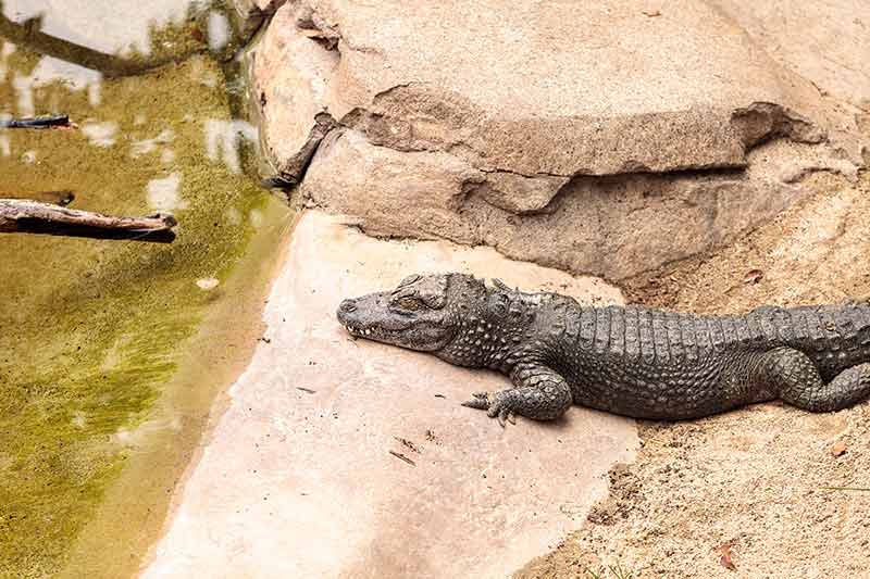 Chinese Alligator Scientifically Known As Alligator Sinensis