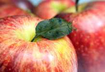 These Apple Dumpling Bombs Are Pure Dessert Perfection apple in bc
