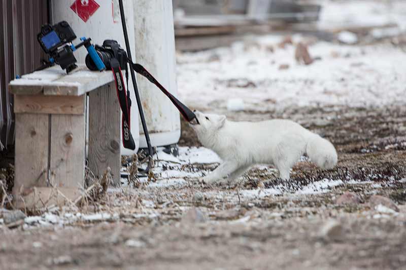 Wildlife in Canada - an Arctic fox stealing camera