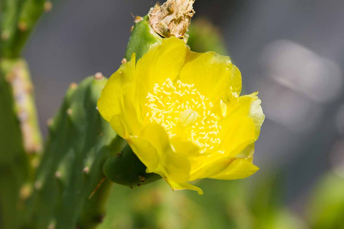 are there any national parks in nevada Yellow opuncia cactus flower