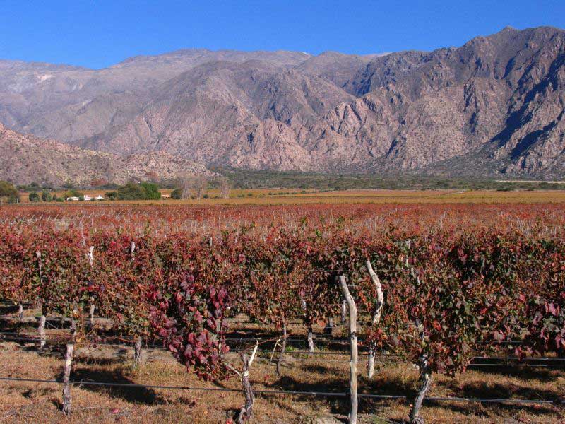 argentina view from vinas de cafayate wine resort