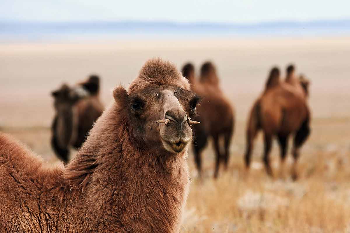 asian animals bactrian camel