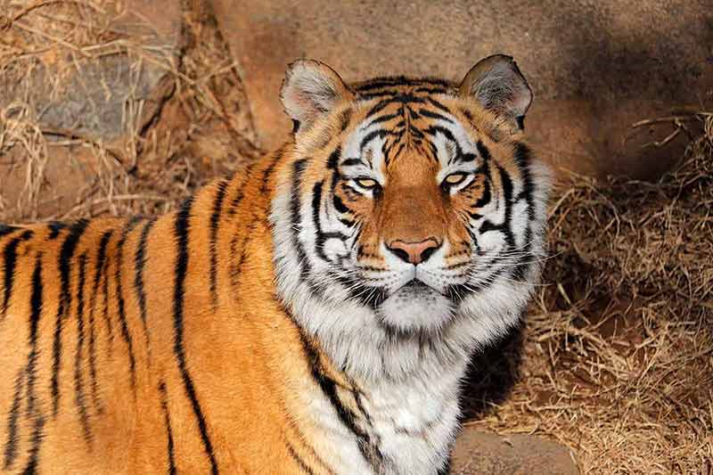 asian animals bengal tiger