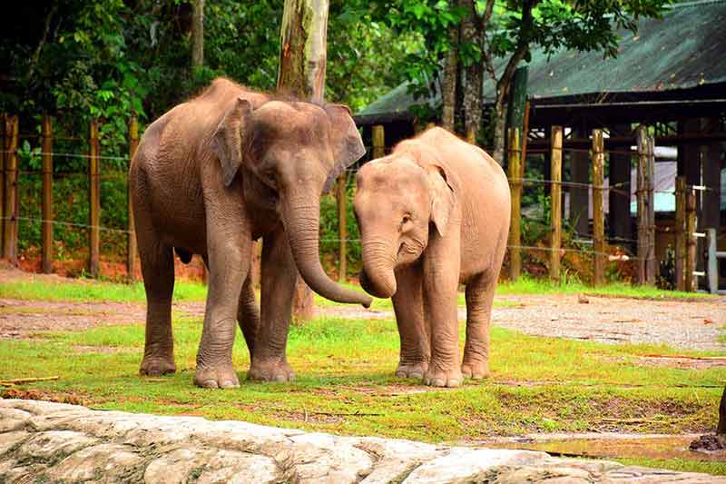 asian animals borneo elephant