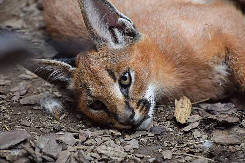 asian animals caracal Close up portrait of one cute baby caracal kitten resting on the ground and looking at camera.