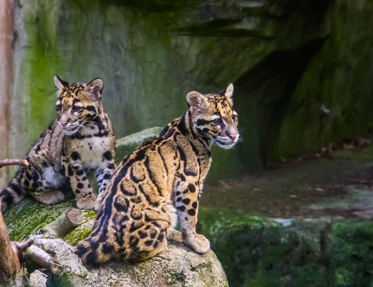 asian animals clouded leopard