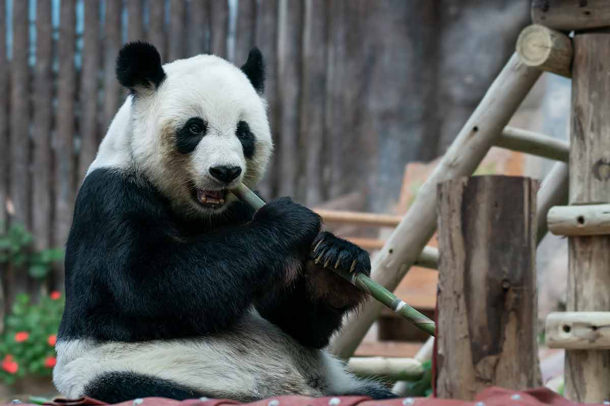 asian animals giant panda