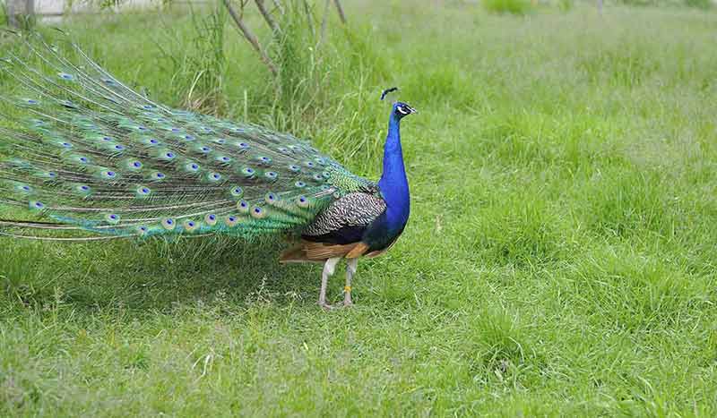 asian animals peafowl peacock