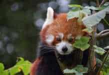 Asian Animals That Look So Strange They Don’t Seem Real asian animals red panda Close up portrait of one cute red panda on green tree, looking at camera, low angle view.