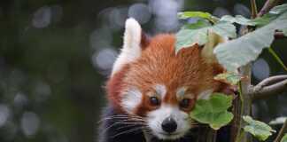 asian animals red panda Close up portrait of one cute red panda on green tree, looking at camera, low angle view.