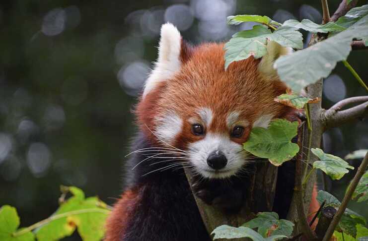Asian Animals That Look So Strange They Don’t Seem Real asian animals red panda Close up portrait of one cute red panda on green tree, looking at camera, low angle view.