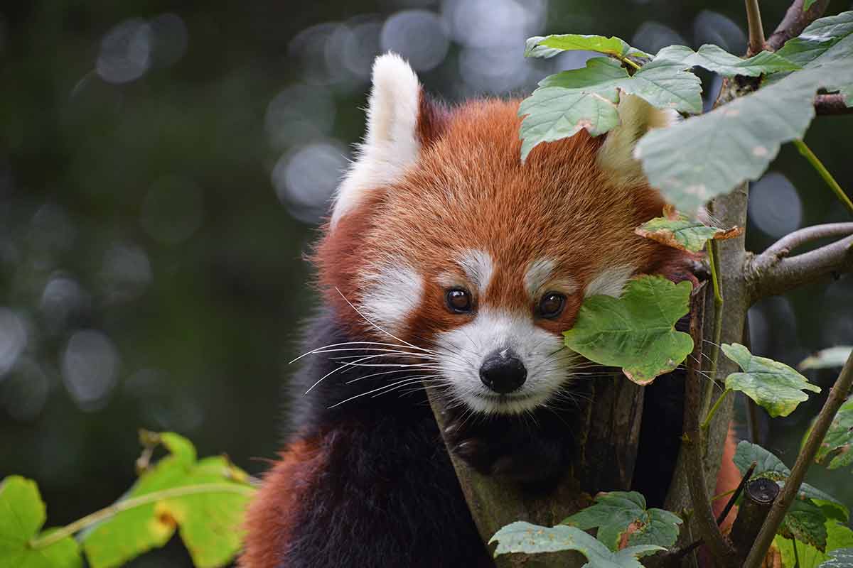 asian animals red panda Close up portrait of one cute red panda on green tree, looking at camera, low angle view.