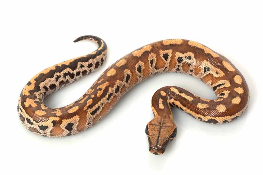 20 Amazing Asian Animals To See In 2026