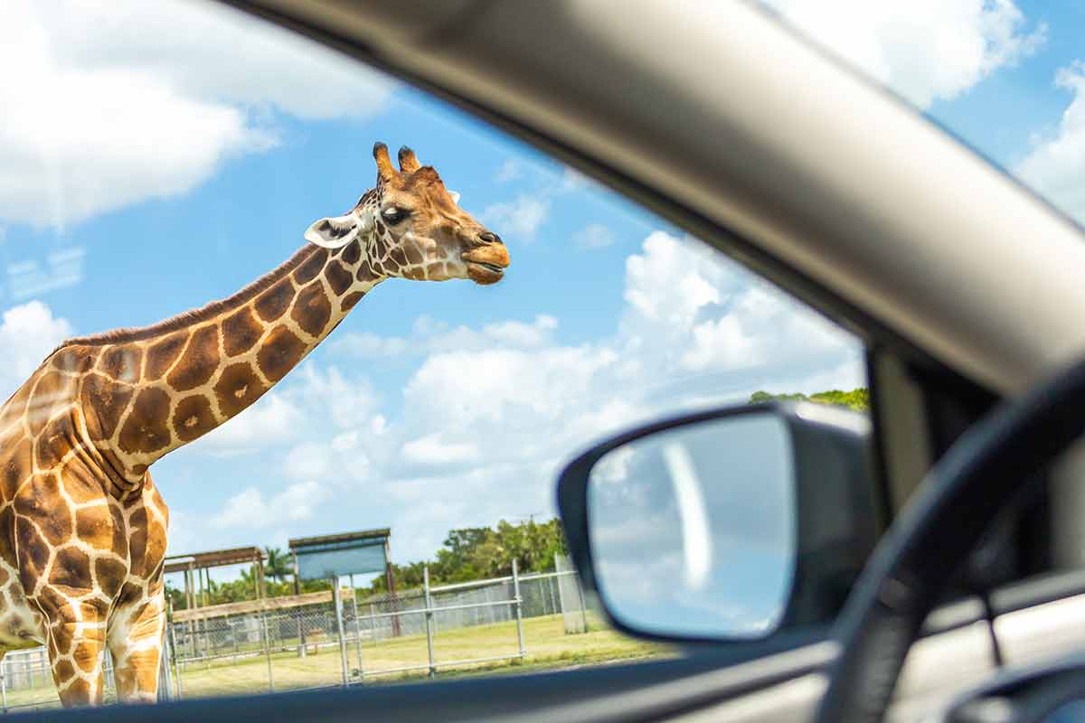 Cars driving near giraffes in animal zoo.