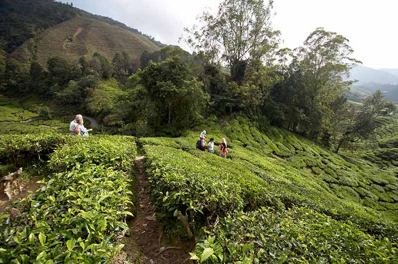 attractions in cameron highlands