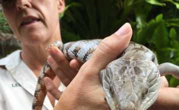 Australia Zoo | Home of Crocodile Hunter Steve Irwin australian zoo