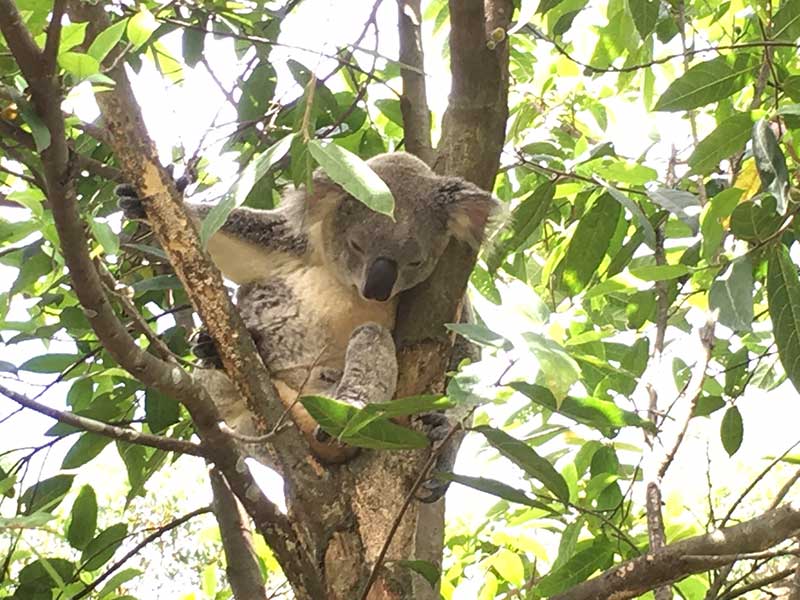 australian zoo koala in forked tree branch