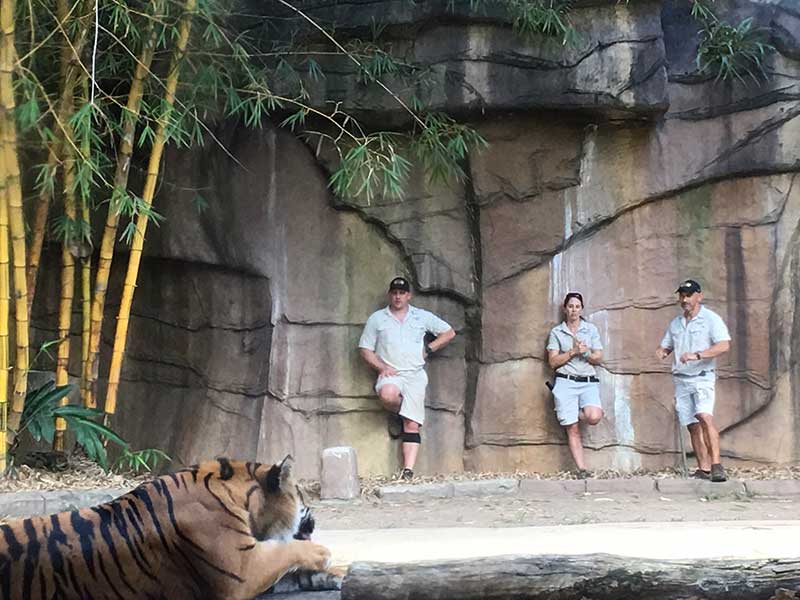 australian zoo tiger and zookeepers 